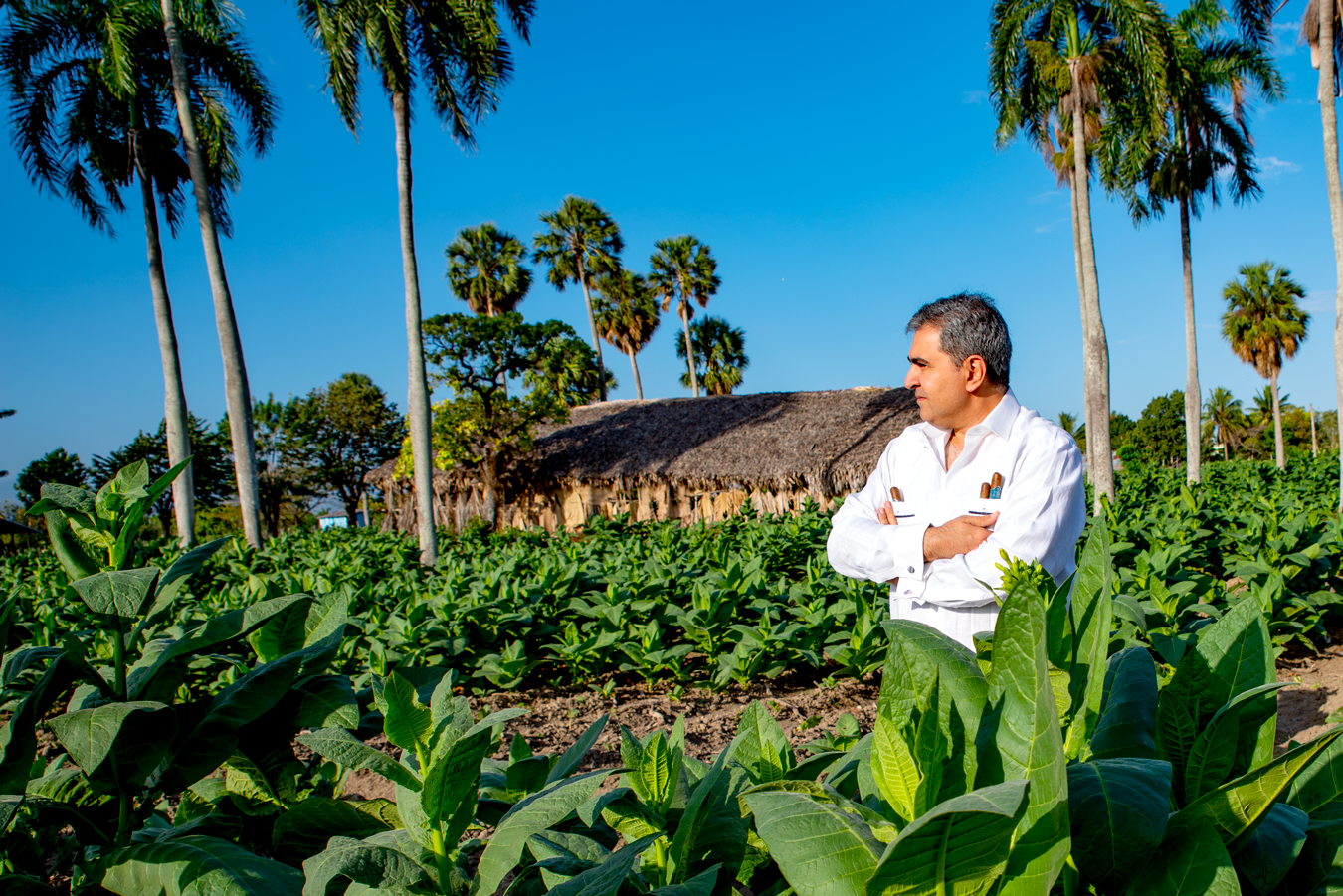 David Davtian standing among tobacco plants beneath palm trees