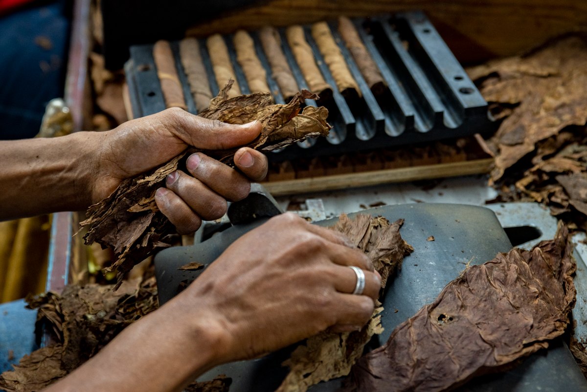 Hands selecting tobacco leaves at a cigar-making workbench