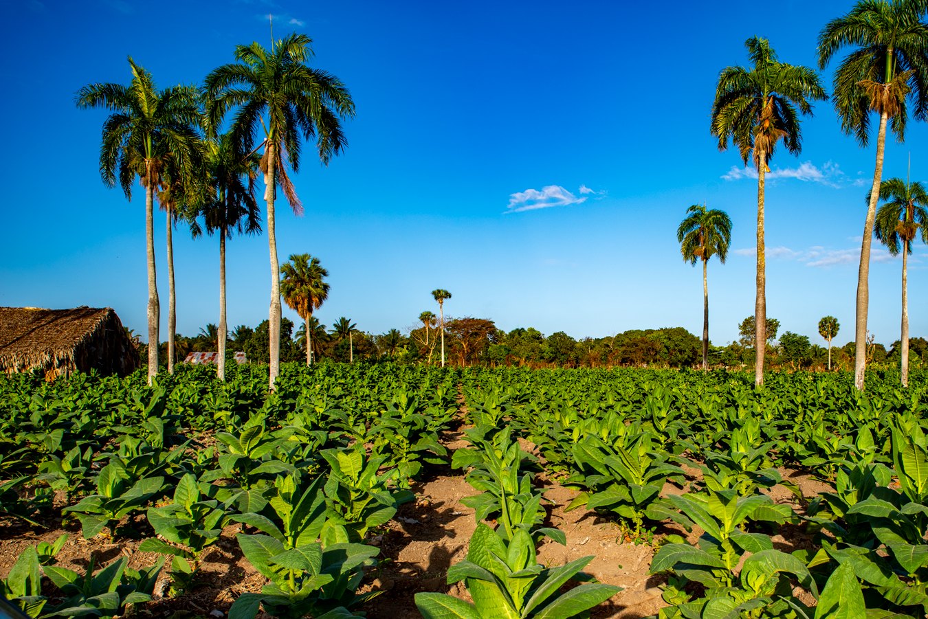Rows of tobacco plants beneath tall palm trees
