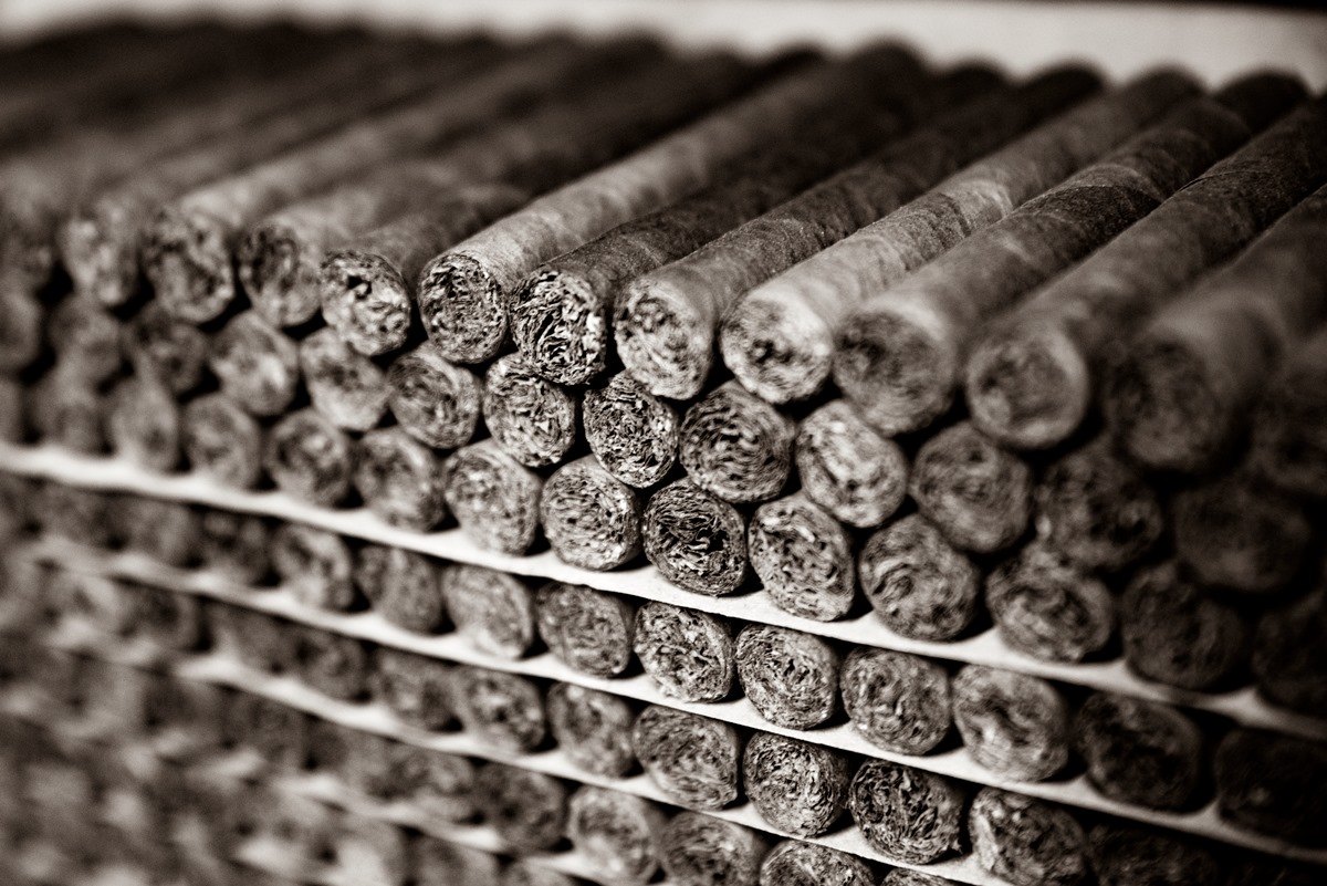 Rows of handmade cigars without bands, showing their tobacco-filled ends