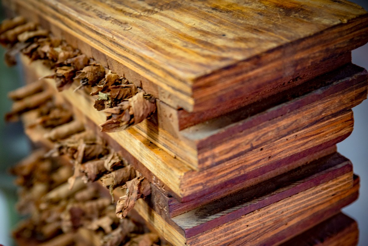 Stacked wooden moulds holding unfinished cigars
