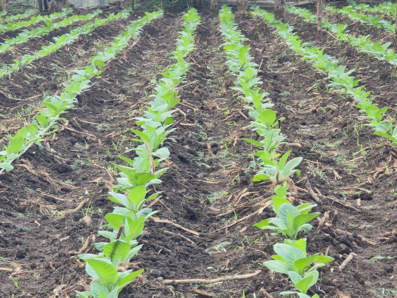 Young tobacco plants growing in neat rows